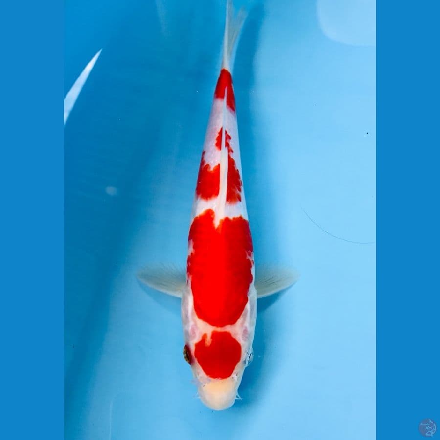 maruten kohaku 22cm