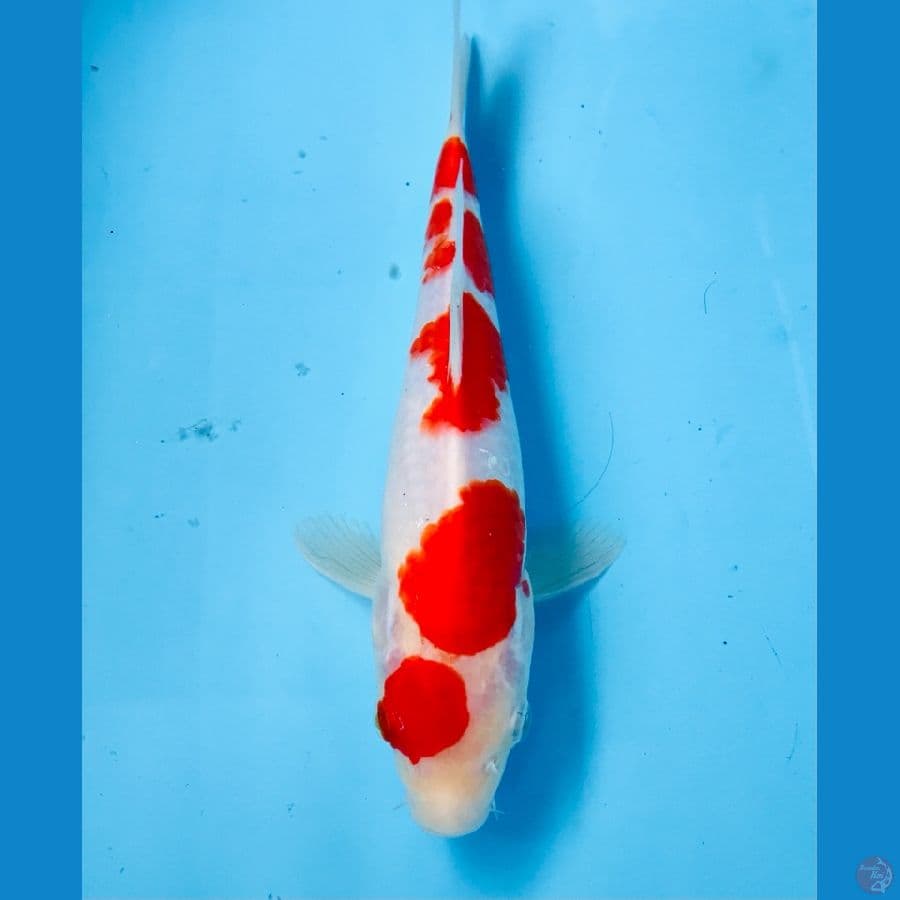 maruten kohaku 23cm