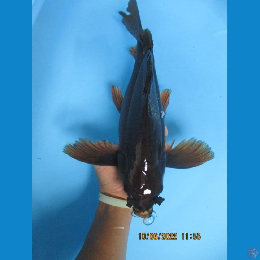 MKC KOI GRUB
