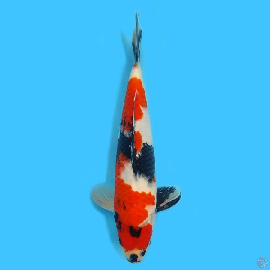 Showa 29cm HQ