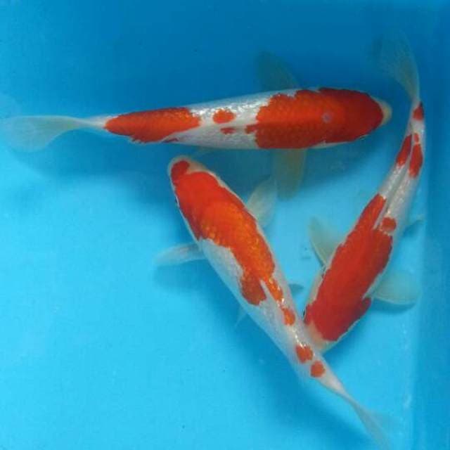 Kohaku ginrin jos