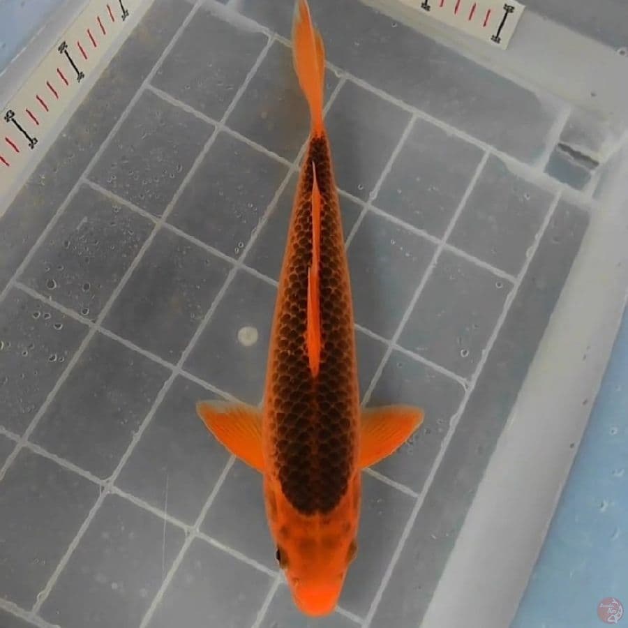 Akamatsuba 35CM Male 