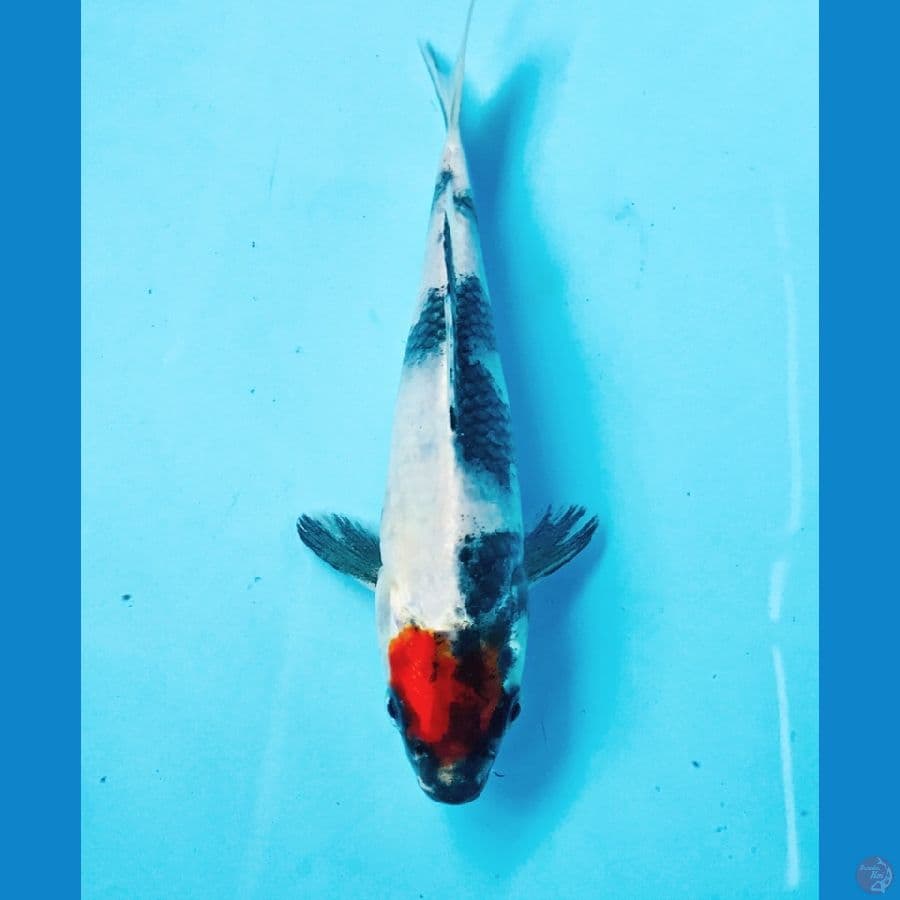 tancho showa 19cm