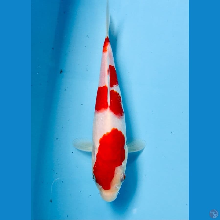 kohaku 19cm
