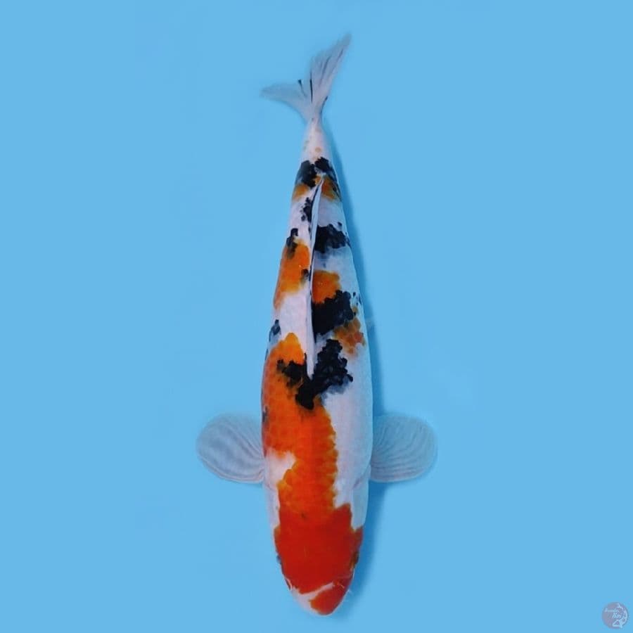 SANKE HQ 35CM - FEMALE