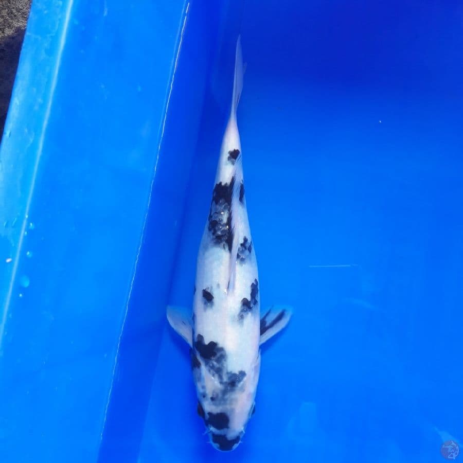 Shiro Tategoi 28cm