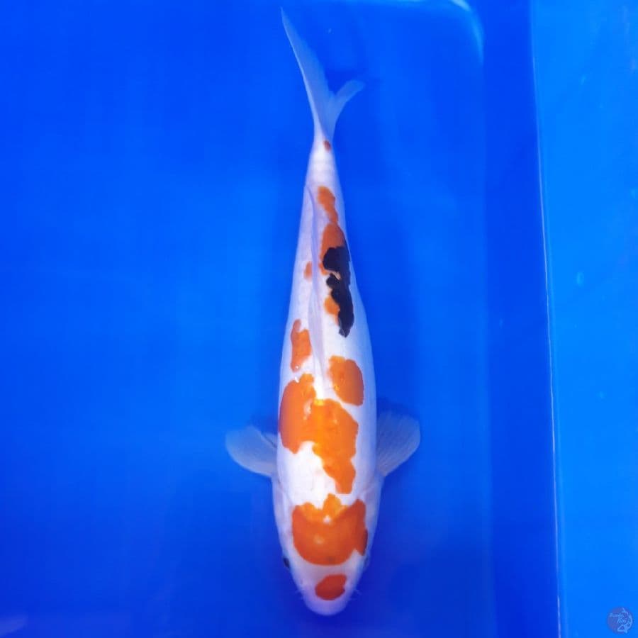 Doitsu Showa 32cm