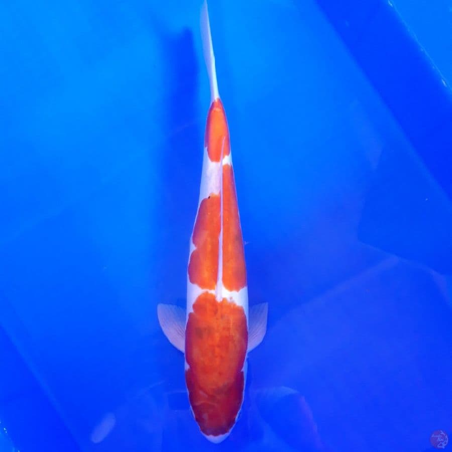 Doitsu Goromo 32cm