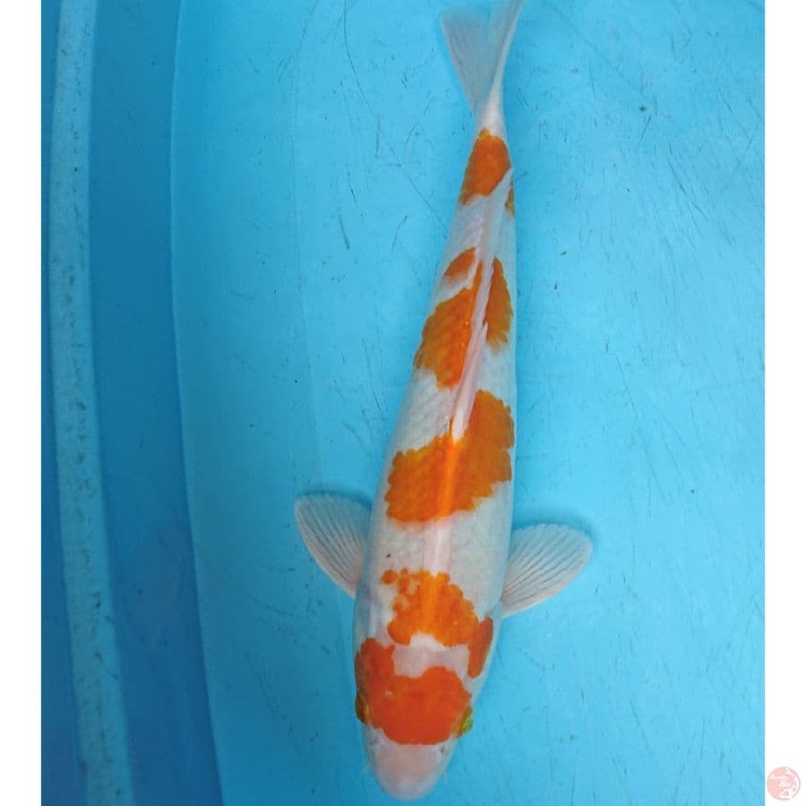 KOYO 39 CM