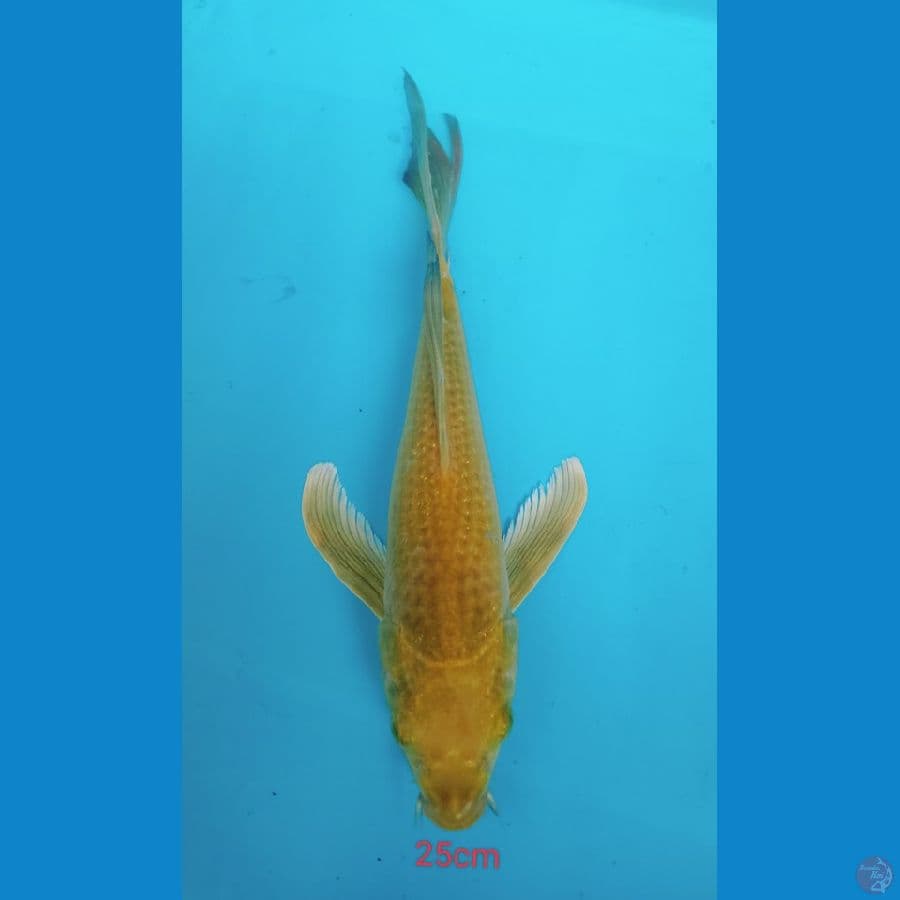 karasi kumpay
