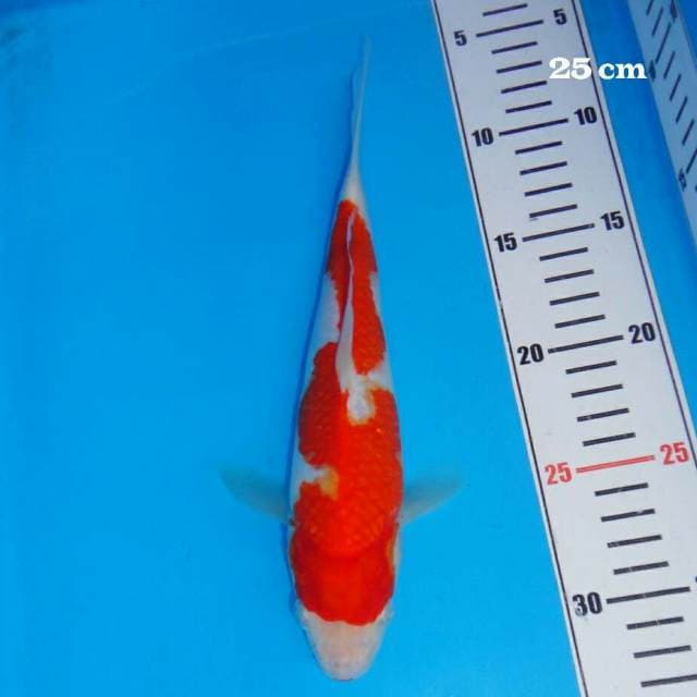 Kohaku Promild Quality