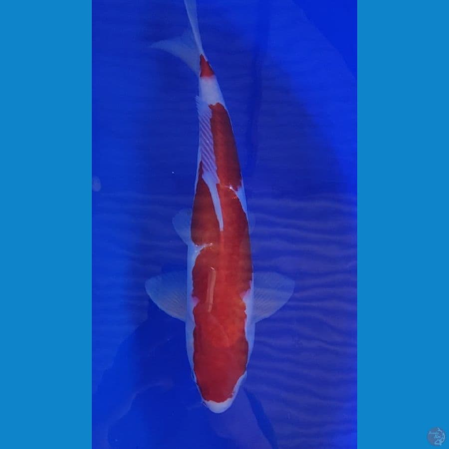 Kohaku Inazuma 39cm