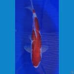 Kohaku Inazuma 39cm