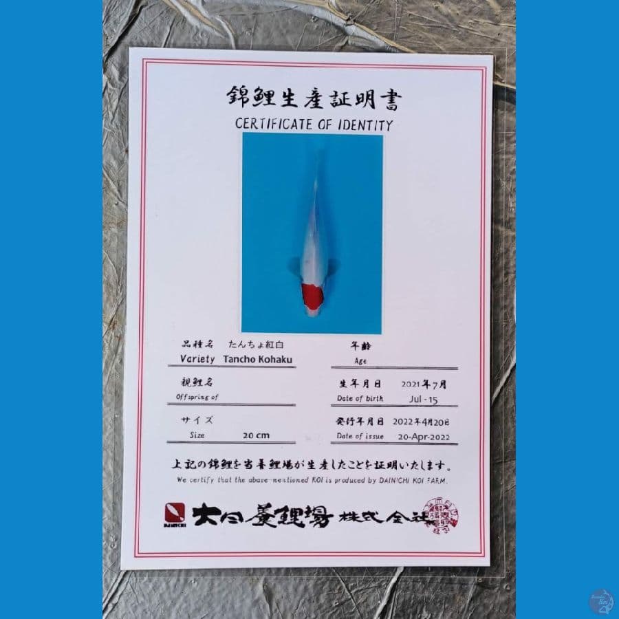Dainichi Tc.kohaku 26cm