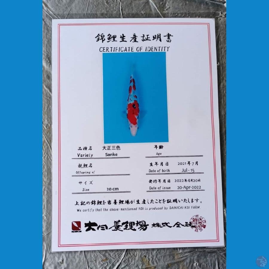 Dainichi Sanke 28cm