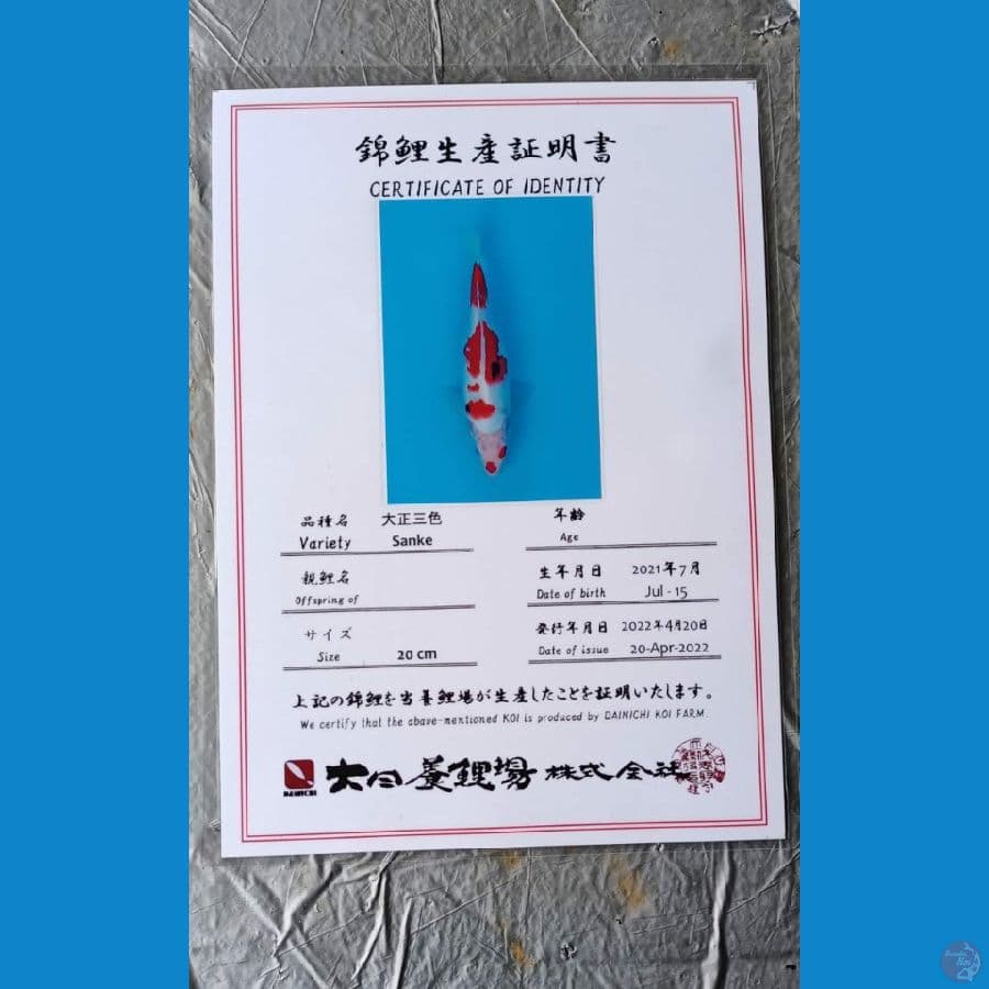 Dainichi Sanke 28cm