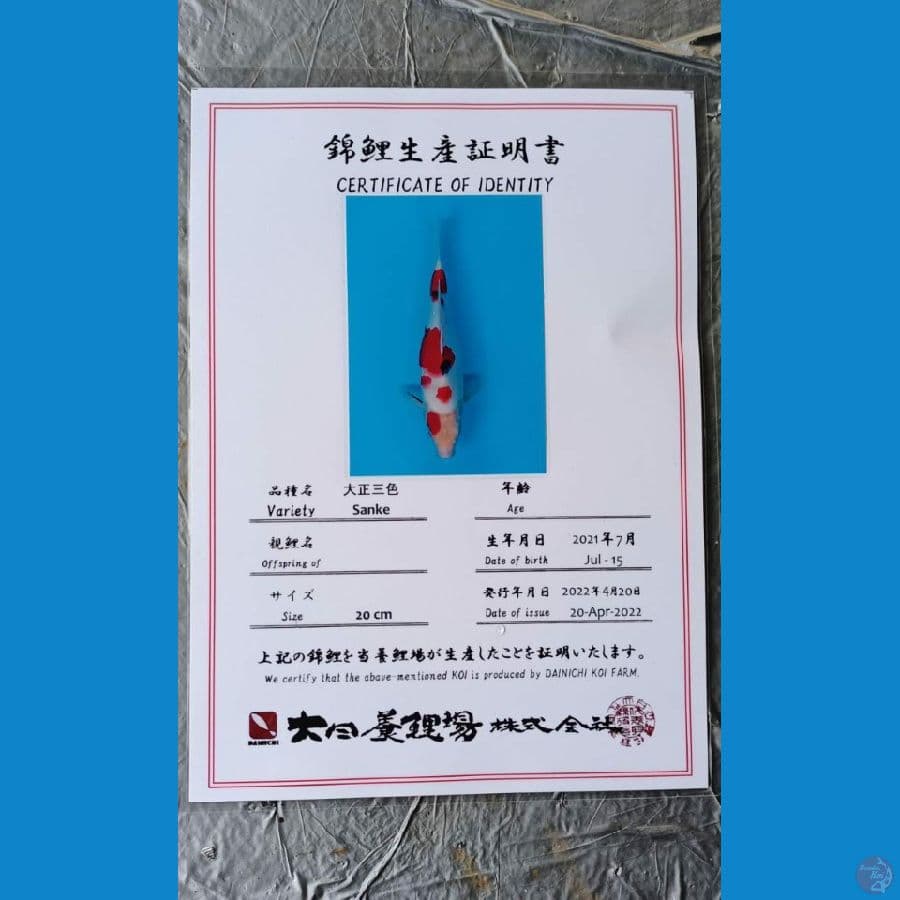 Dainchi Sanke 26cm