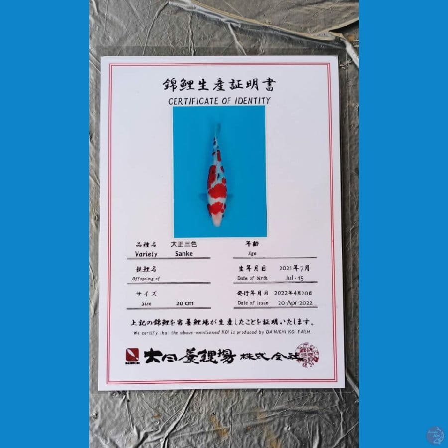 Dainichi Sanke 27cm