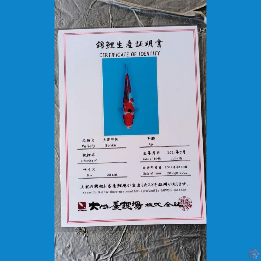 Dainichi Sanke 27cm