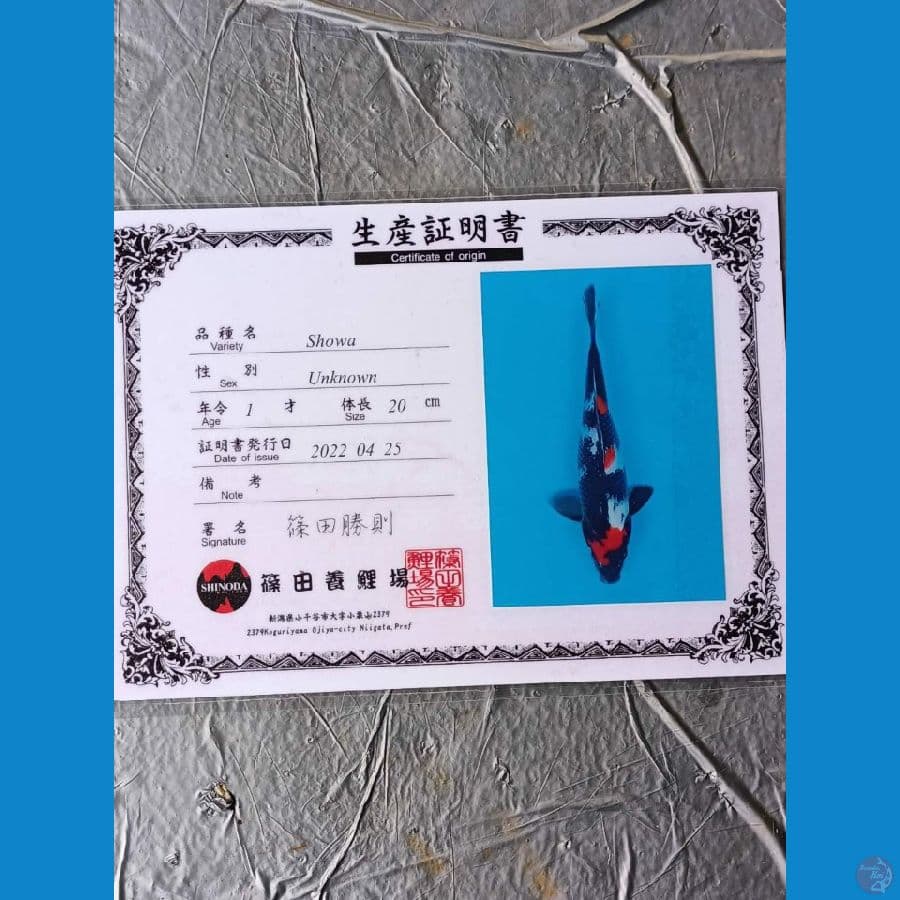 Shinoda Showa 26cm