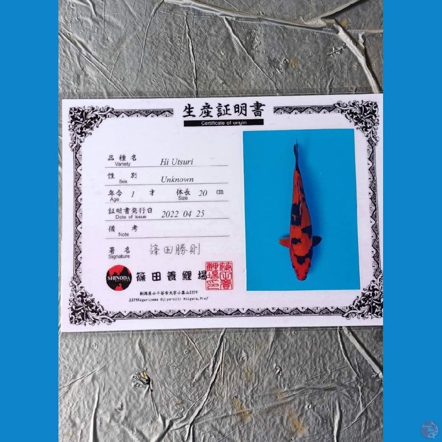 Shinoda Hi Utsuri 31cm