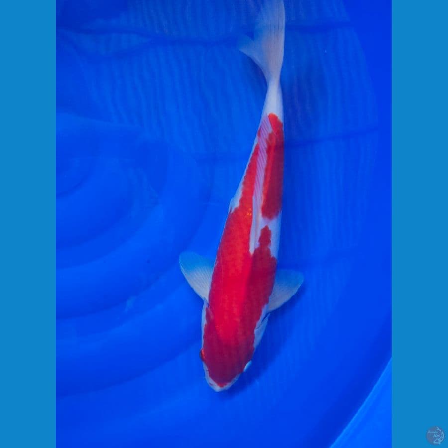 Kohaku 40cm