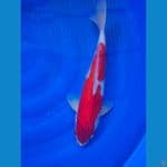 Kohaku 40cm