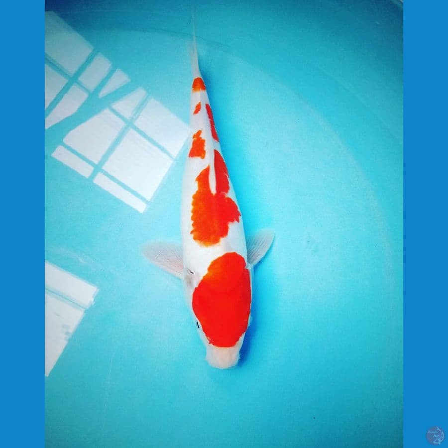 kohaku