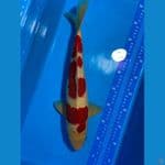 KOHAKU 39 CM 