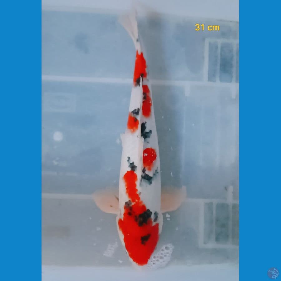 Sanke 31 cm