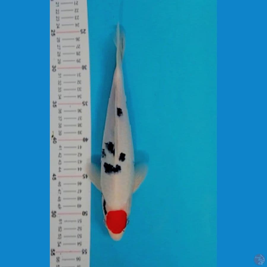 TM.Blitar- Tc sanke orijinal  29 cm 