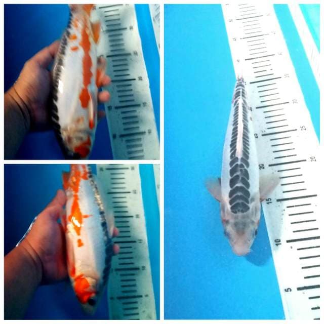 Super shusui bagus 35cm
