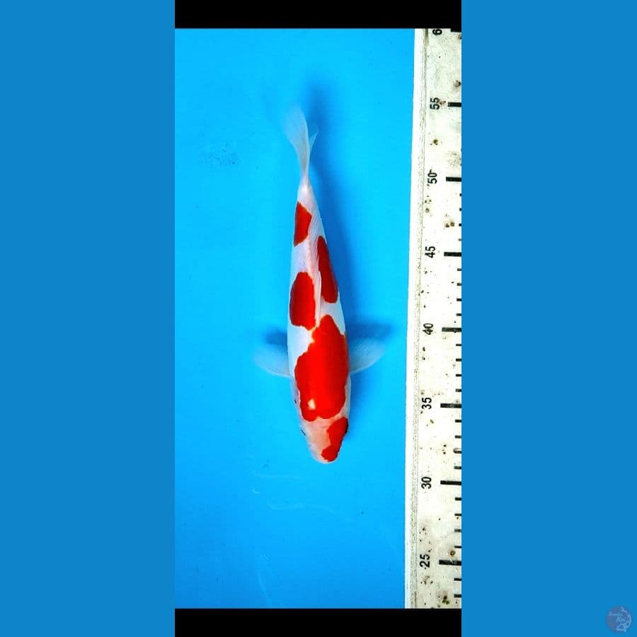 doitsu kohaku 22 cm