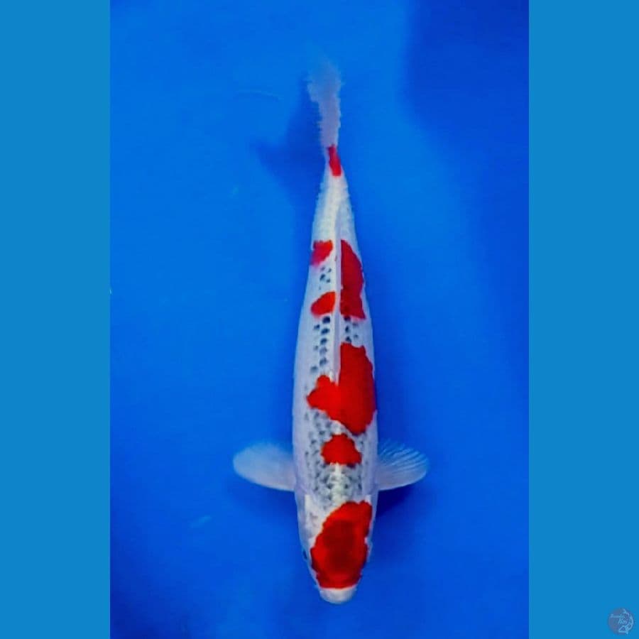 TM.Blitar - gosiki 32 cm
