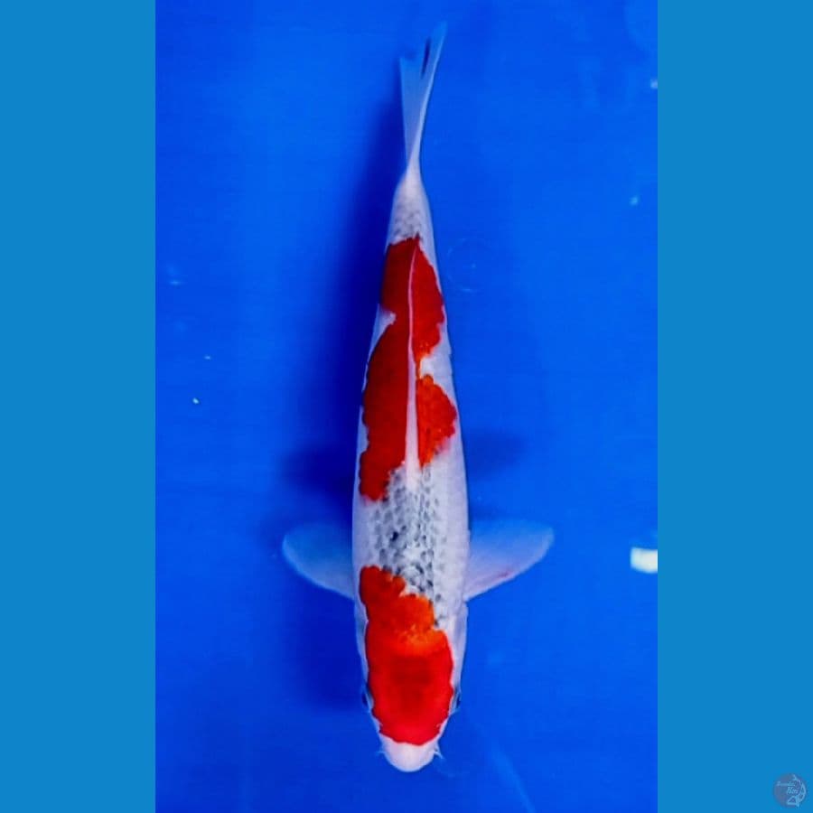TM.Blitar gosiki 30 cm 