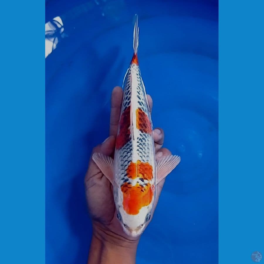 TM.- Blitar kujaku 29 cm