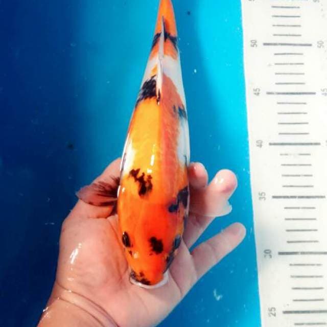 Showa 35cm