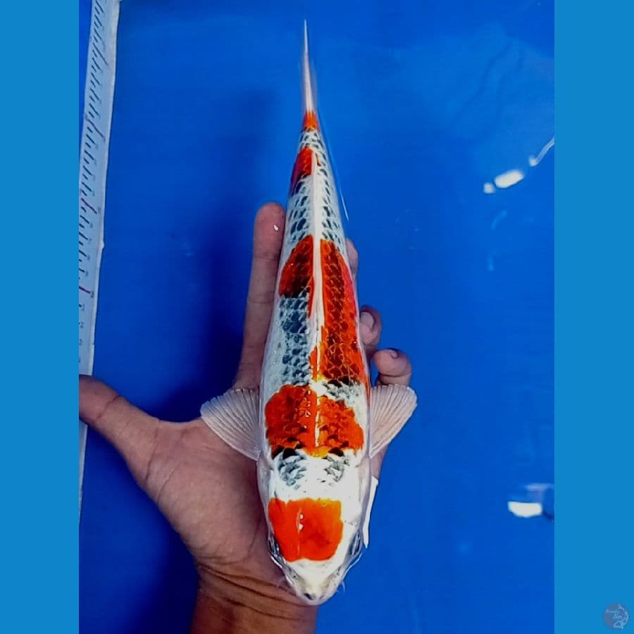 TM.Blitar kujaku 29cm 
