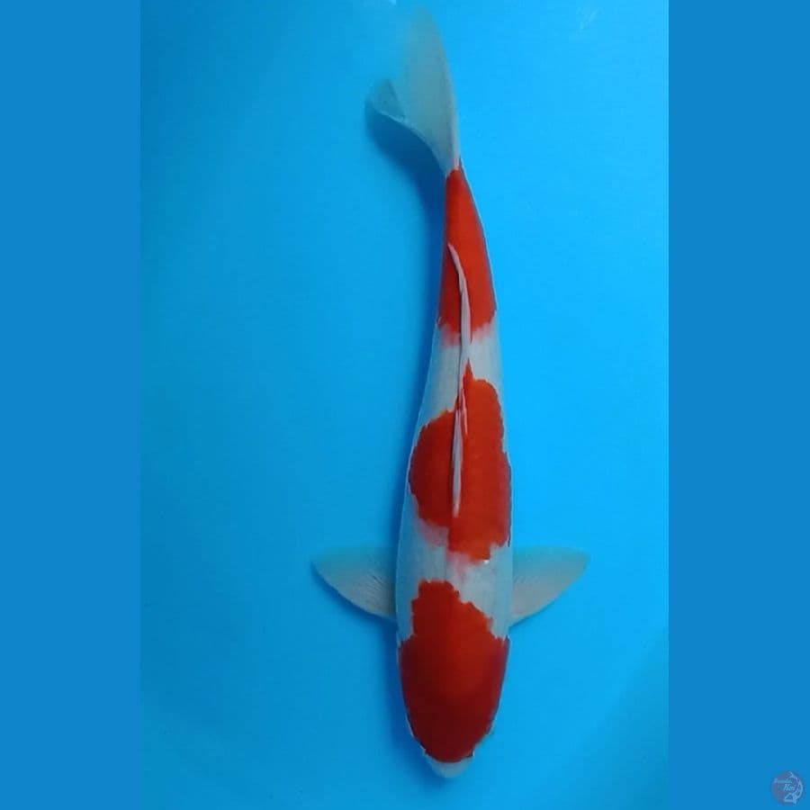 kohaku