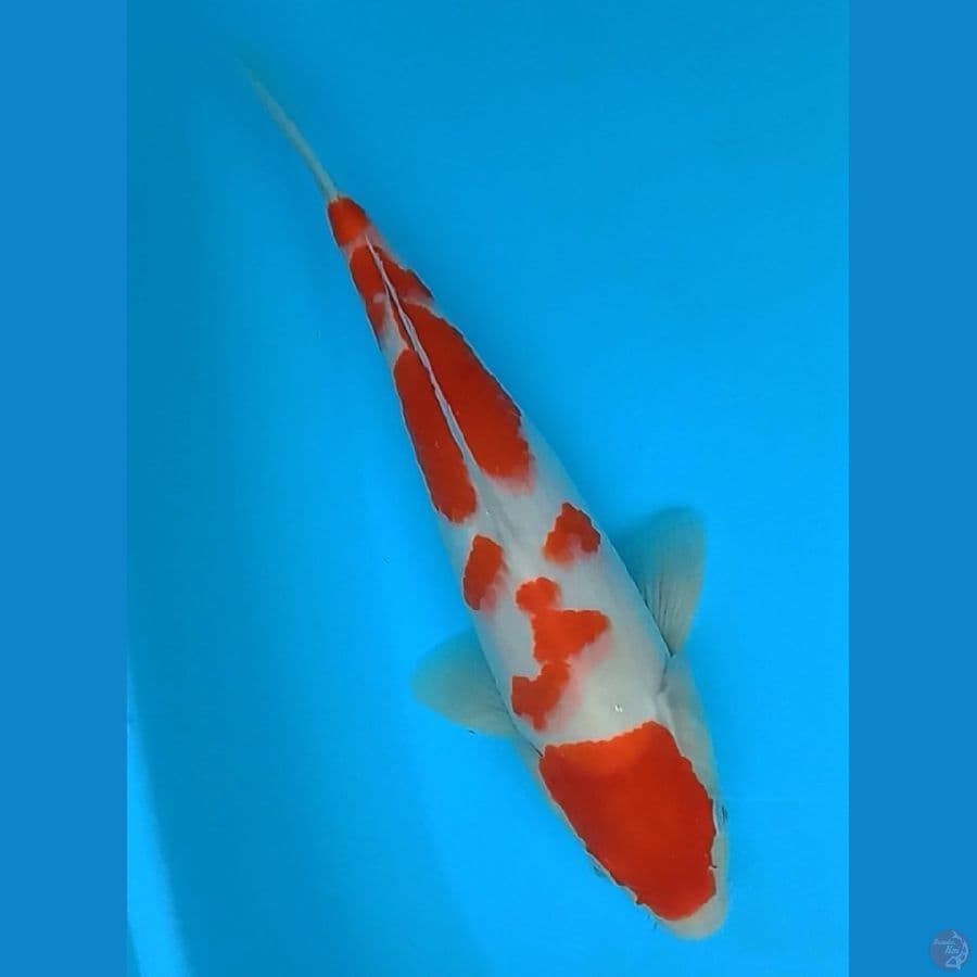 kohaku