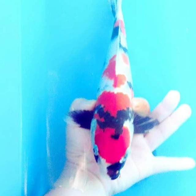 Showa merah merona 33cm...siap kontes
