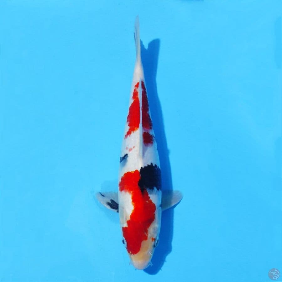 5. SHOWA 27 CM MALE