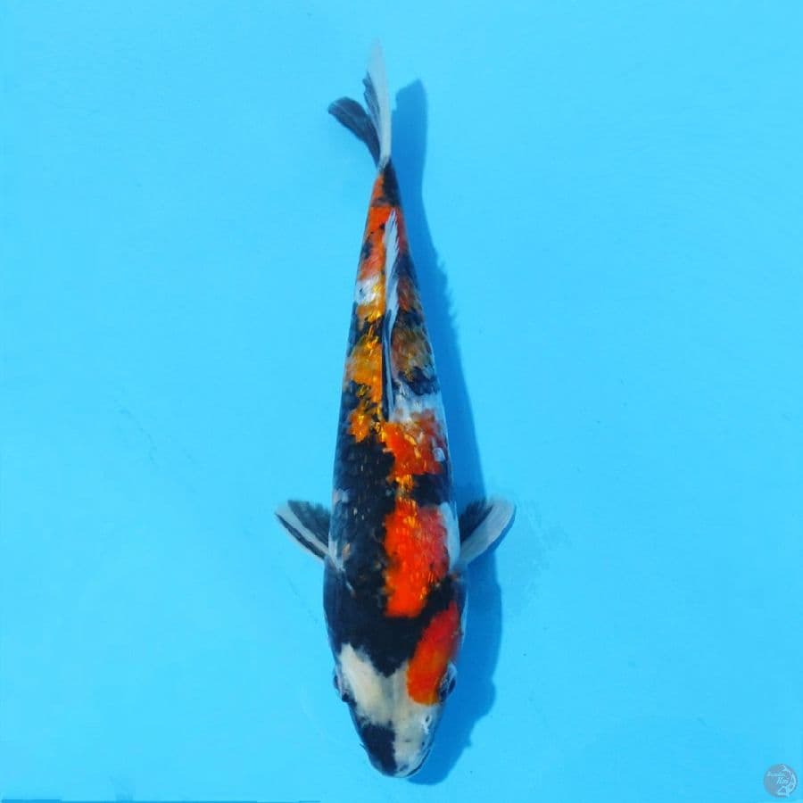 8. SHOWA GINRIN 25 CM MALE