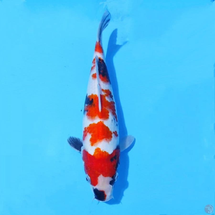 10. SHOWA 31 CM FEMALE