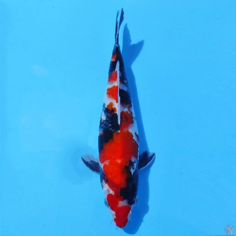 11. SHOWA SANSHOKU 27 CM FEMALE