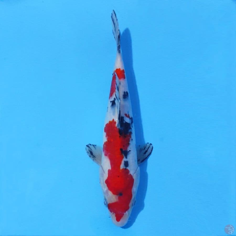 7. SHOWA 21 CM FEMALE