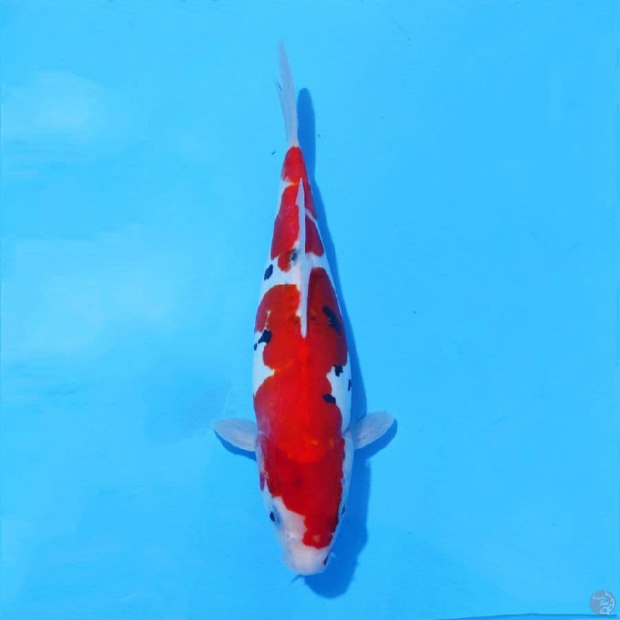 13. DOITSU SANKE 29 CM FEMALE