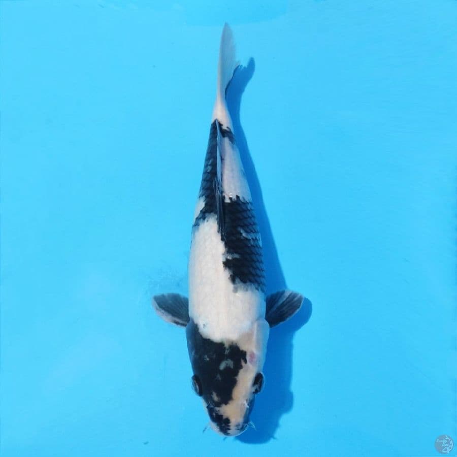 14. SHIRO UTSURI 30 CM FEMALE