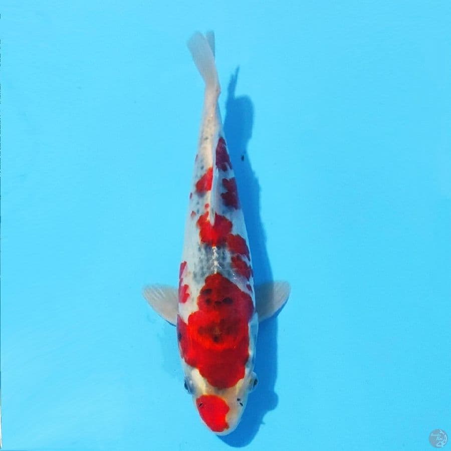 14. GOSHIKI 22 CM MALE