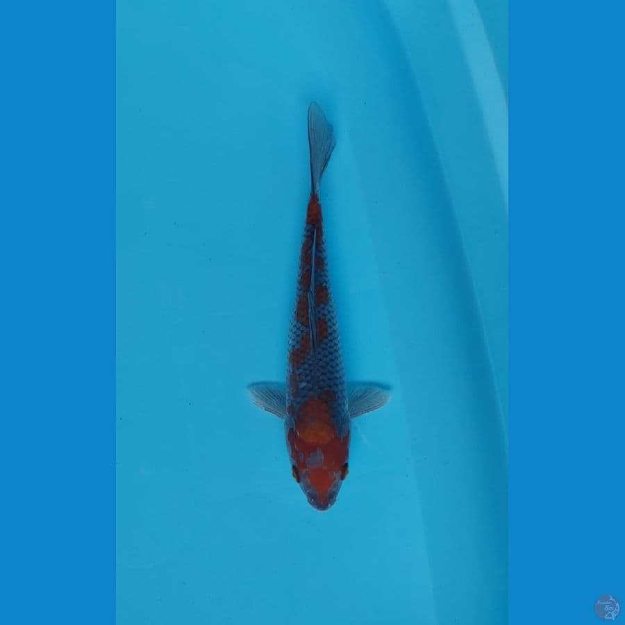 ochiba 25 cm